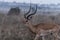 Impala African Antelope Savannah Grassland Wildlife Animal Mammals In The Nairobi National Park Kenya East Africa Landscapes