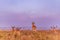 Impala African Antelope Wildlife Animal Grazing Savanna in The Kenyan Landscapes Nairobi National Park Kenya East African