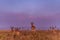 Impala African Antelope Wildlife Animal Grazing Savanna in The Kenyan Landscapes Nairobi National Park Kenya East African