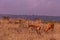 Impala African Antelope Wildlife Animals Mammals Savannah Grassland In Nairobi National Park Kenya East Africa Nature