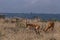 Impala African Antelope Wildlife Animals Mammals Savannah Grassland In Nairobi National Park Kenya East Africa Nature