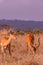 Impala African Antelope Wildlife Animals Mammals Savannah Grassland In Nairobi National Park Kenya East Africa Nature