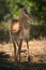 Impala antelope