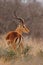 Impala Antelope (Aepyceros melampus)