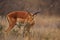 Impala Antelope (Aepyceros melampus)