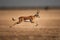 Impala antelope (Aepyceros melampus) running