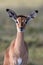 Impala Antelope Baby