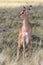 Impala Antelope Baby