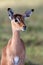 Impala Antelope Baby