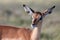 Impala Antelope Baby