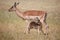 Impala Antelope Baby and Mom