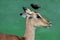 Impala Antelope with Bird on Head