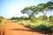 Impala antelope crossing an african dirt, red road through savanna