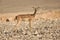 Impala antelope on desert