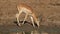 Impala antelope drinking