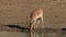 Impala antelope drinking