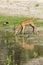 Impala antelope drinking water