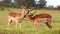Impala Antelope Grooming
