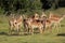 Impala antelope herd -South Africa