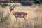 Impala antelope isolated in the African savannah of Etosha national park Namibia during a safari