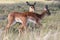 Impala Antelope Lambs