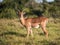 Impala antelope in long grass in Africa