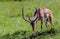 Impala antelope in the masai mara reserve in kenya africa