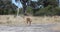 Impala antelope Namibia, africa safari wildlife