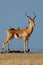 Impala antelope with oxpecker birds