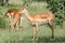 Impala Antelope - Serengeti, Tanzania, Africa