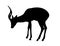 Impala Antelope - Silhouette