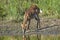 Impala, antelope, South Africa