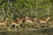 Impala, antelope, South Africa