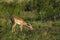 Impala, antelope, South Africa