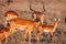 Impala antelope walking on the grass landscape, Africa