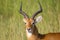 Impala antelope.Wildlife