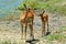 Impala antelopes