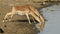 Impala antelopes drinking water - Kruger National Park