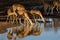 Impala antelopes drinking water - Kruger National Park