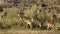 Impala antelopes feeding