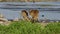 Impala antelopes fighting - Etosha National Park