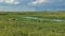 Impala antelopes graze on the lush green grass of the savannah.