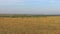 Impala or antelopes grazing in savanna at africa