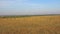 Impala or antelopes grazing in savanna at Africa