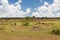 Impala or antelopes grazing in savannah at africa