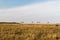 Impala or antelopes grazing in savannah at africa