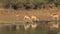 Impala antelopes and Nile crocodiles