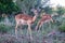 Impala antelopes in South Africa