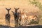 Impala antelopes in southern Africa