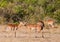 Impala Antelopes: two friends